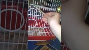 Рассказ про неразлучника, как приручать.
