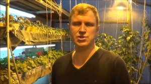 ТТ51 Вермичай применение на растениях. Вермичай из Вермиреактора черви Калифорнийские Ткаченко