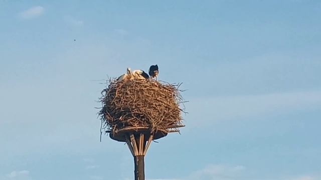 Жизнь аистов. Воспитание аистят Несколько минут из жизни аистов смотреть онлайн