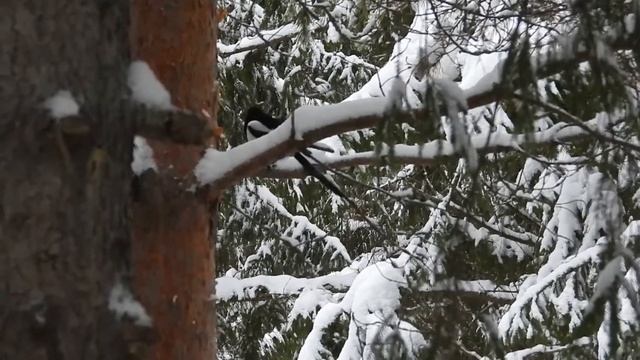 № 1879 18 12 2021 Сойки, сороки в лесу смотреть онлайн