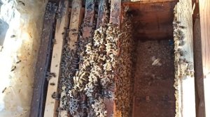 ПЧЁЛЫ🐝🐝. ВЕСЕННИЕ СЖАТИЕ ПЧЕЛИНЫХ СЕМЕЙ. ЛУЧШИЕ РАЗВИТИЕ ПЧЁЛ.