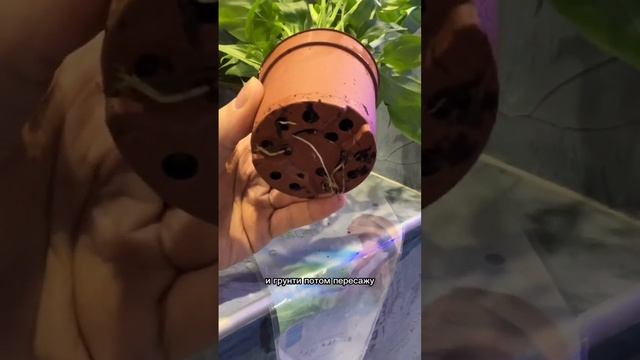 Черные концы на листьях растений = гнилым корням и неправильному поливу ! смотреть онлайн