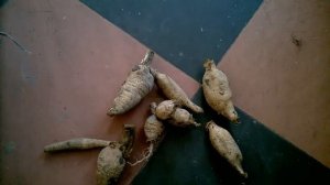 Клубни георгин .Проращивание и обработка .