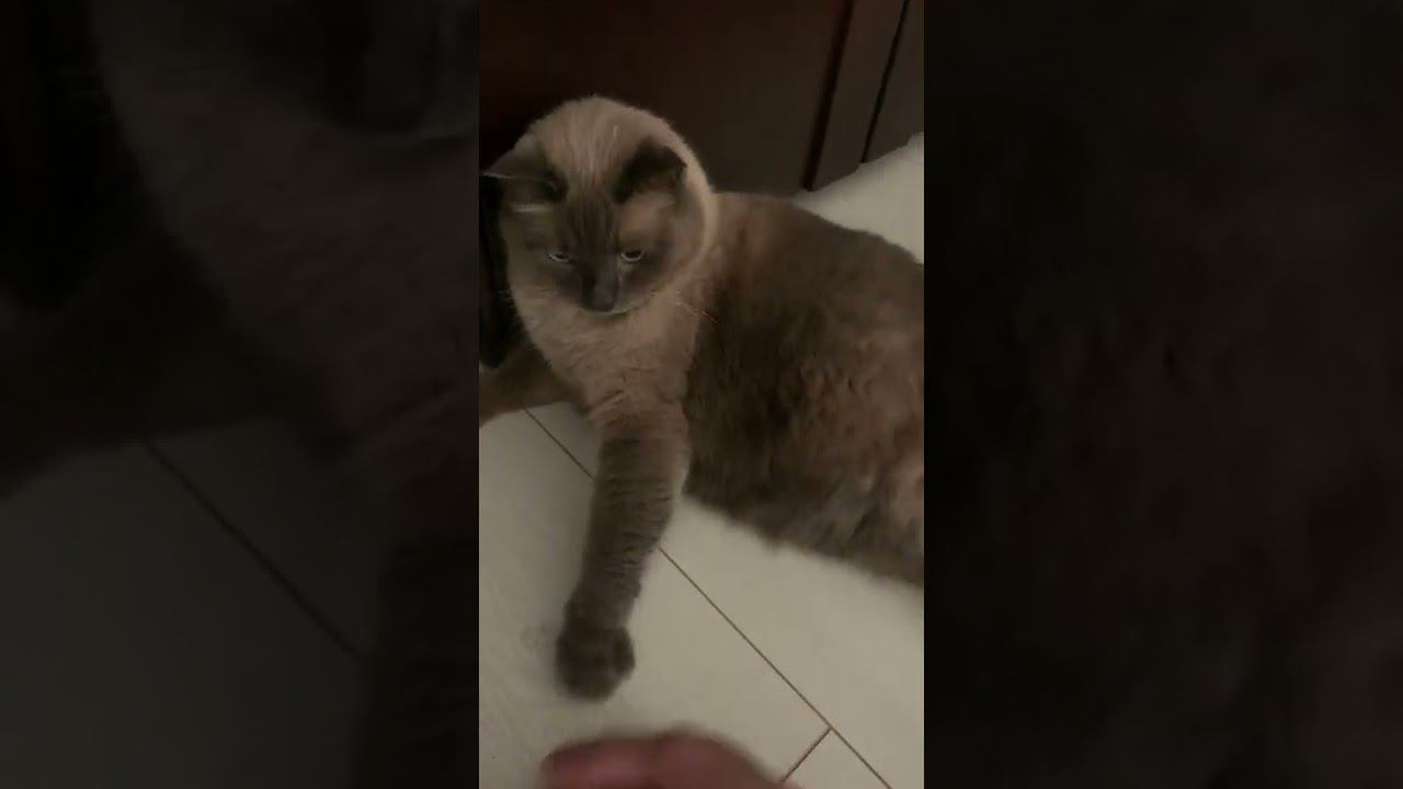 братуха трёхногий смотреть онлайн