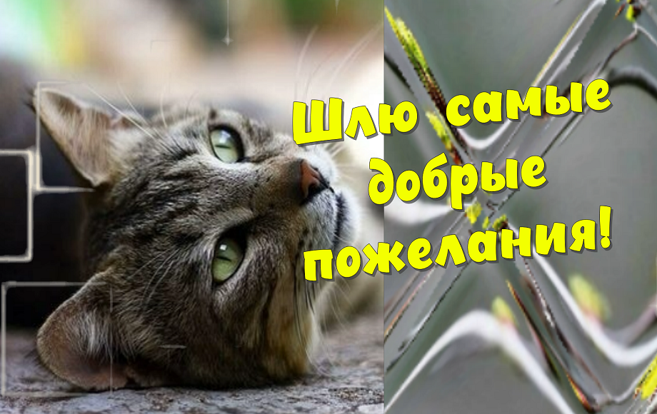 Доброго Дня! Всем Привет! смотреть онлайн