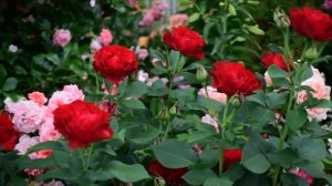 Футаж цветы для монтажа, футаж розы и другие цветы [футажи для видеомонтажа]