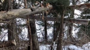 Ловушка на куницу или соболя (КУЛЁМКА).