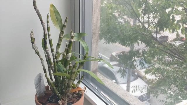 Dendrobium Nobile Care and Culture | How to Handle Winter Rest Period & Get Blooms - 2 Year Update смотреть онлайн