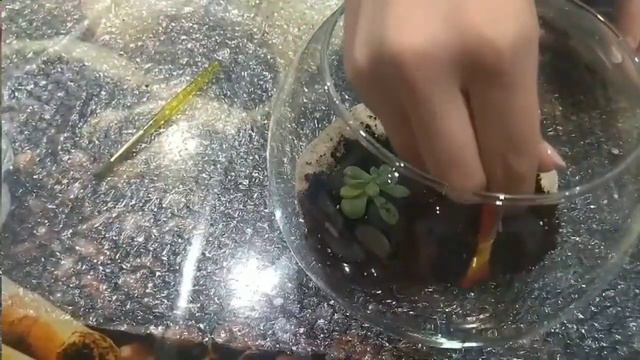 Как создать свой первый флорариум с водоёмом смотреть онлайн