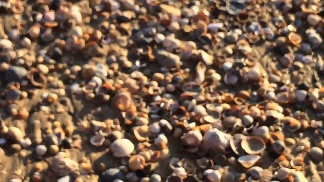 Анапа - пляж, собираем ракушки рапан, 4 марта 2017 год штормом вынесло много ракушек смотреть онлайн