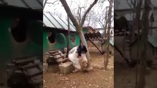 ???Огромный Петух парода (Брама) смотреть онлайн