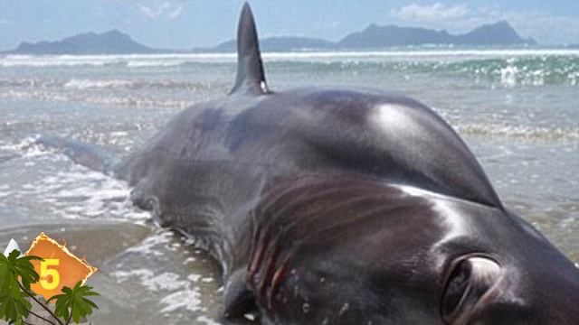 10 STRANGE Deep Sea Photos Explained