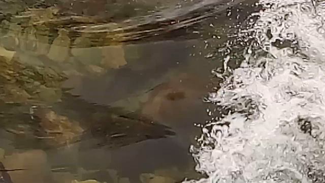 Живая река Зимой смотреть онлайн