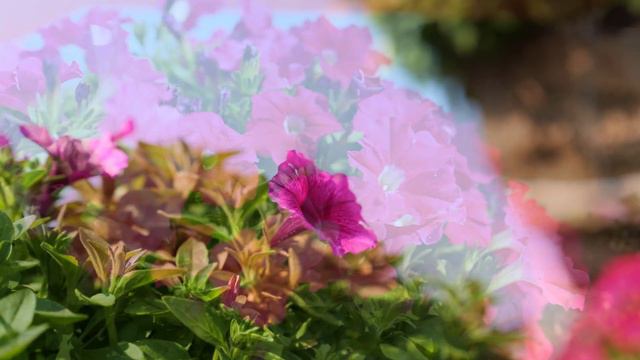 See What's New from Ball FloraPlant in The Gardens at Ball 2023 смотреть онлайн