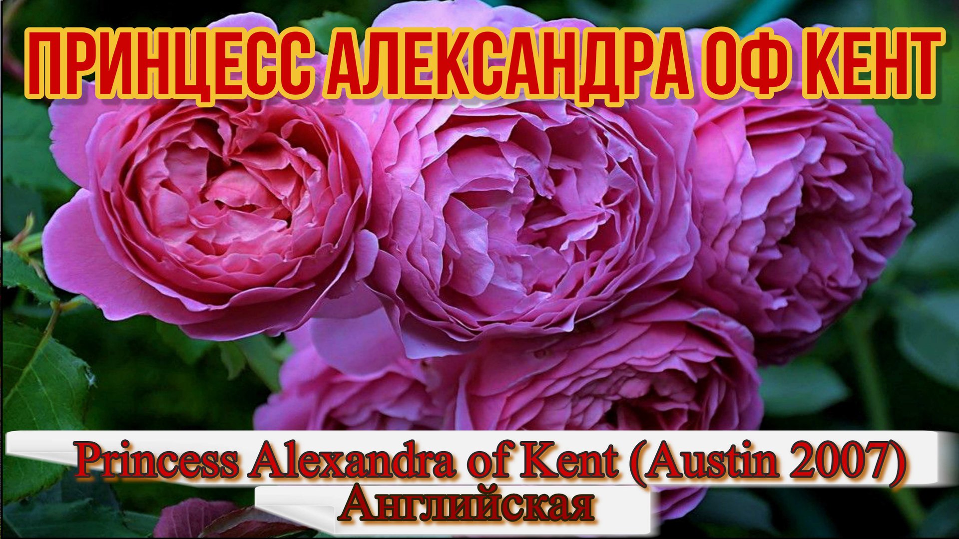 Роза Принцесс Александра Оф Кент (Английская) - Princess Alexandra of Kent (Austin 2007) смотреть онлайн