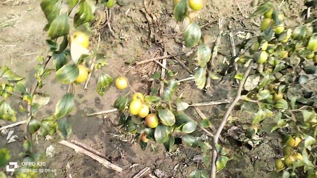 kashmiri red apple ber। India ka namber 1 miss India apple ber farming contact 7478411841 смотреть онлайн