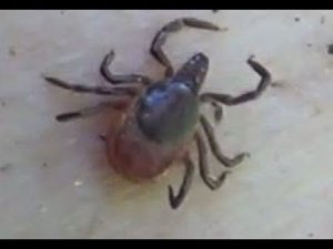 Пихтовая живица - Энцефалитный КЛЕЩ Вас больше не укусит - Таежный метод