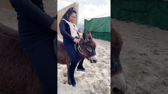 horse love, horse love youth, horse riding смотреть онлайн