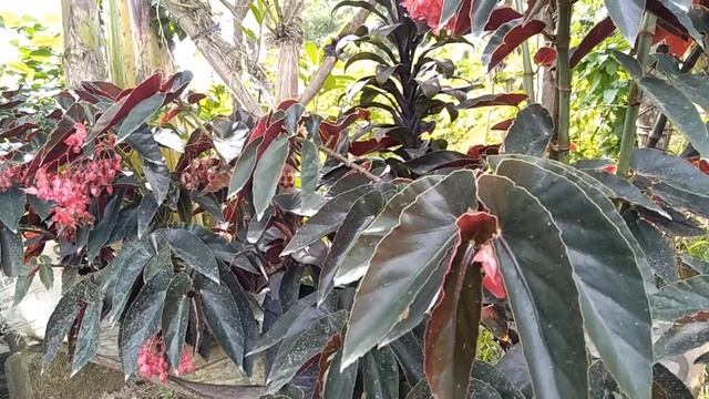 Angel Wing Begonia Torch Red Plant смотреть онлайн