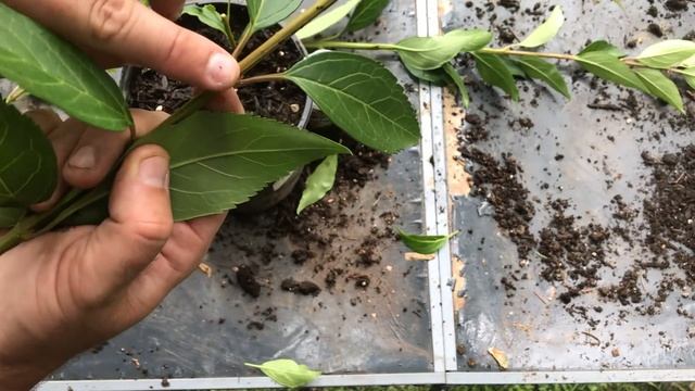 How to Properly Root and Grow Forsythia Cuttings - Regrowing Trees - Propagation смотреть онлайн