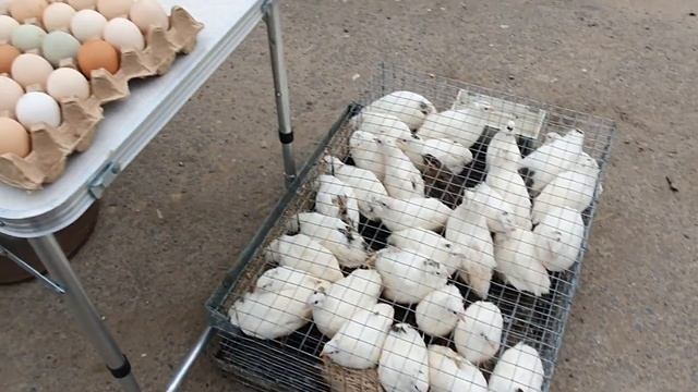 Обзор рынка в Волгограде где птица, кролики, нутрии и т.д. смотреть онлайн