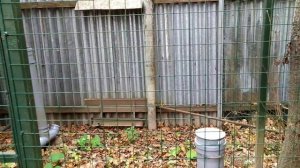 Остаемся на даче/целесообразно ли держать кур летом дачникам?...