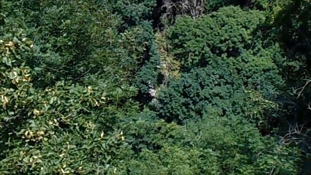 Россия г Сочи ***Тисо - самшитовая роща *** смотреть онлайн