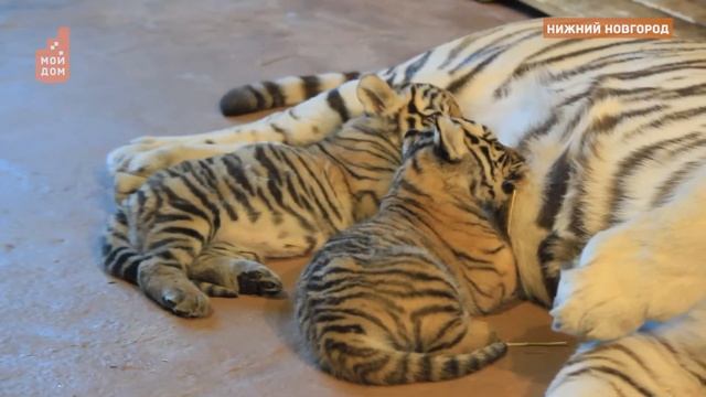 Счастливый знак для Нижнего Новгорода в год тигра! смотреть онлайн