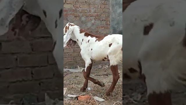 top quality male breeder white eyes #armaan goat farm subscribe to my channel 99297 48302 смотреть онлайн