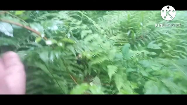 шестирамочники на каштане и горной липе. Постановка 4х корпусов, убираю разделительные решётки смотреть онлайн