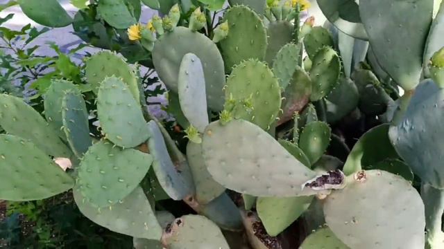Кактус 🌵 смотреть онлайн