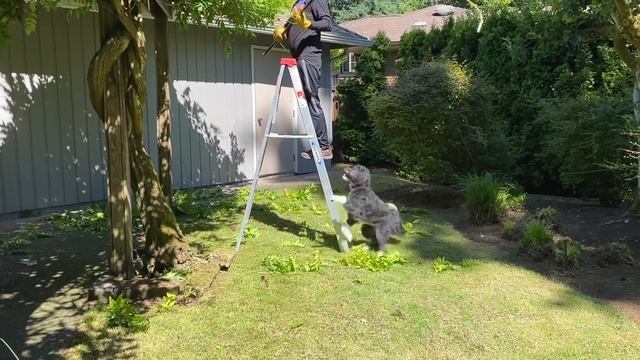 Harley, the bordoodle doing house chores, or maybe not? смотреть онлайн