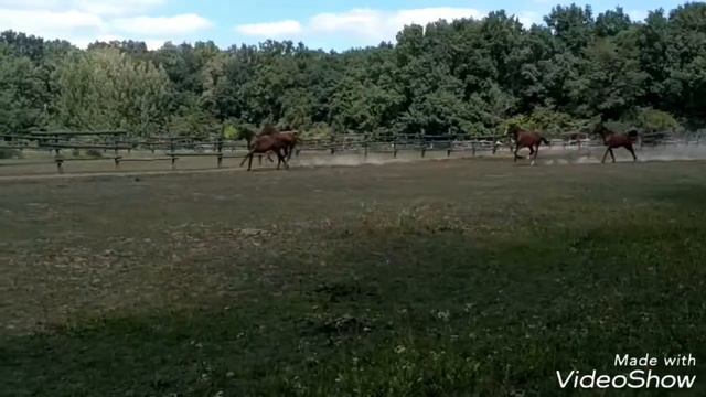 Жеребята 🐎 1,5 года смотреть онлайн
