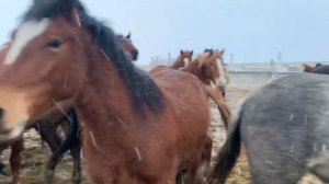 Откорм лошадей#зерновой откорм#лошадиалтая#лошадиказахстана