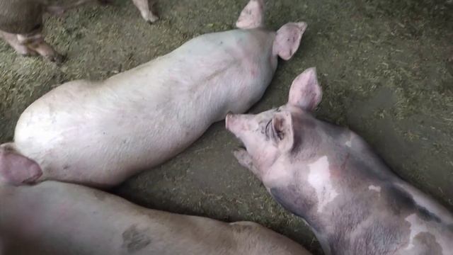 Хороший Старт для Свиней залог Успеха в Хорошем Приросте. смотреть онлайн
