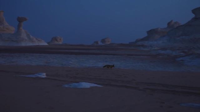 Фенек смотреть онлайн