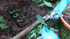 Размножение метельчатых флоксов стеблевыми черенками