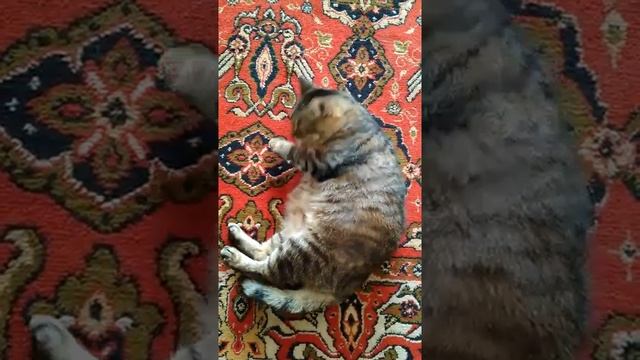 Таити Таити нас и тут не плохо кормят смотреть онлайн