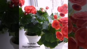 Комнатная Бегония, уход и содержание в домашних условиях!