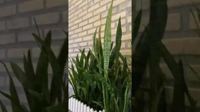 Сочи, Хостинский район, Апартаменты ХОСТА ЛОФТ смотреть онлайн