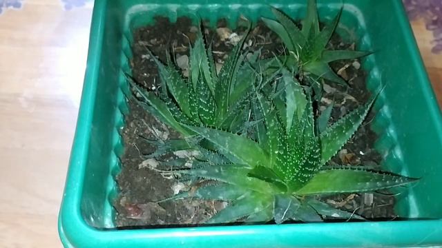 Aloe aristata care/aloe aristata propoagation/aloe aristata care tips watering / lace aloe/aristalo смотреть онлайн