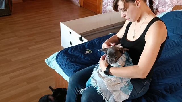 Сразу 4 щенка Французского бульдога уезжают из отчего дома по своим домам ?