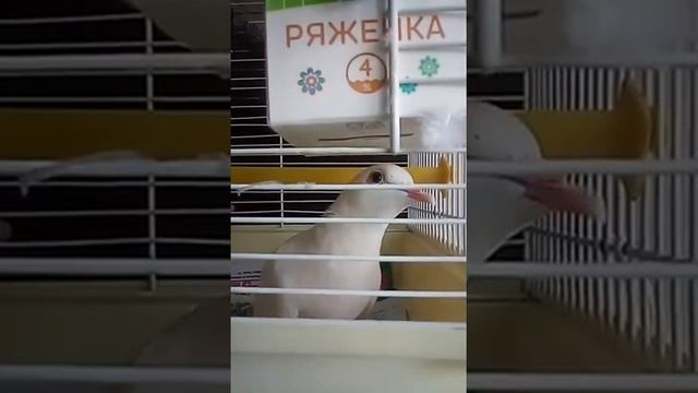 Гулии! Смеющиеся горлицы домашние (позитивчик!) смотреть онлайн