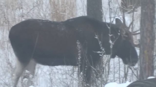 Сбежавший лось Деда Мороза)) смотреть онлайн