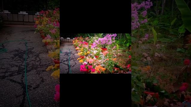 Gardening Ideas Bougainville, Orchid ???