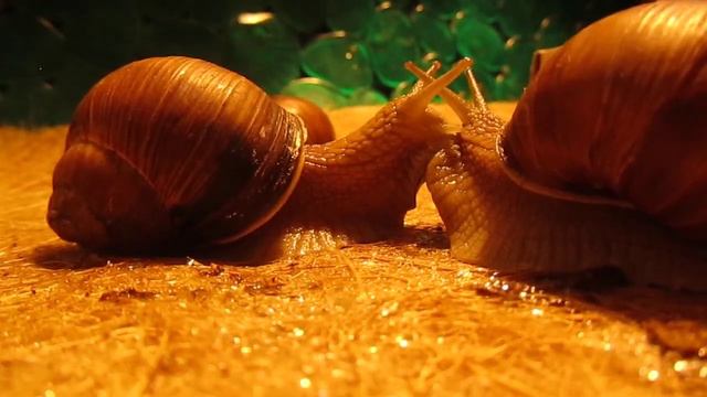 ВЫ ВОЙДЁТЕ В 1 ПРОЦЕНТ ЕСЛИ ДОСМОТРИТЕ ДО КОНЦА. УЛИТКИ и СМАРТФОН ЧАСТЬ 1