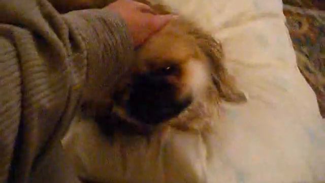 Rocky & Sophie Get A Bath смотреть онлайн