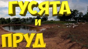 Гусята на пруду . [Жизнь в деревне]