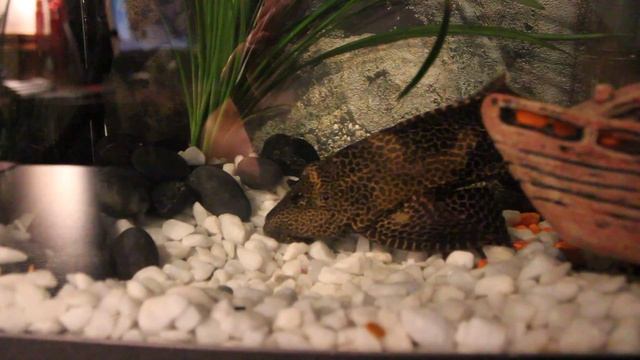 Сом Парчовый птеригоплихт + барбус Деннисон смотреть онлайн