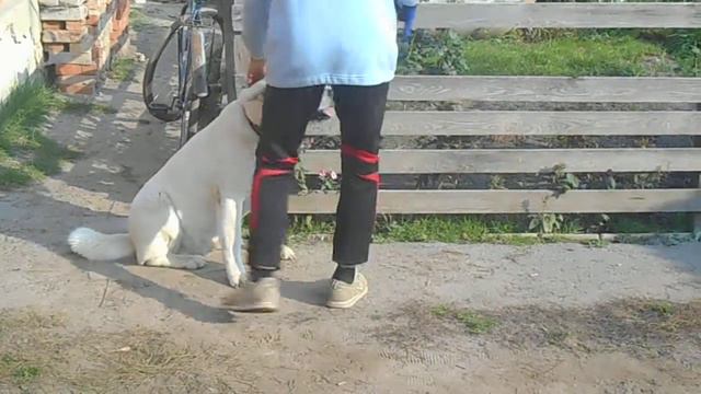 Американская акита, выборка вещи смотреть онлайн